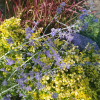 Перовскія